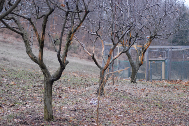 PASSIONE PER IL CERVO